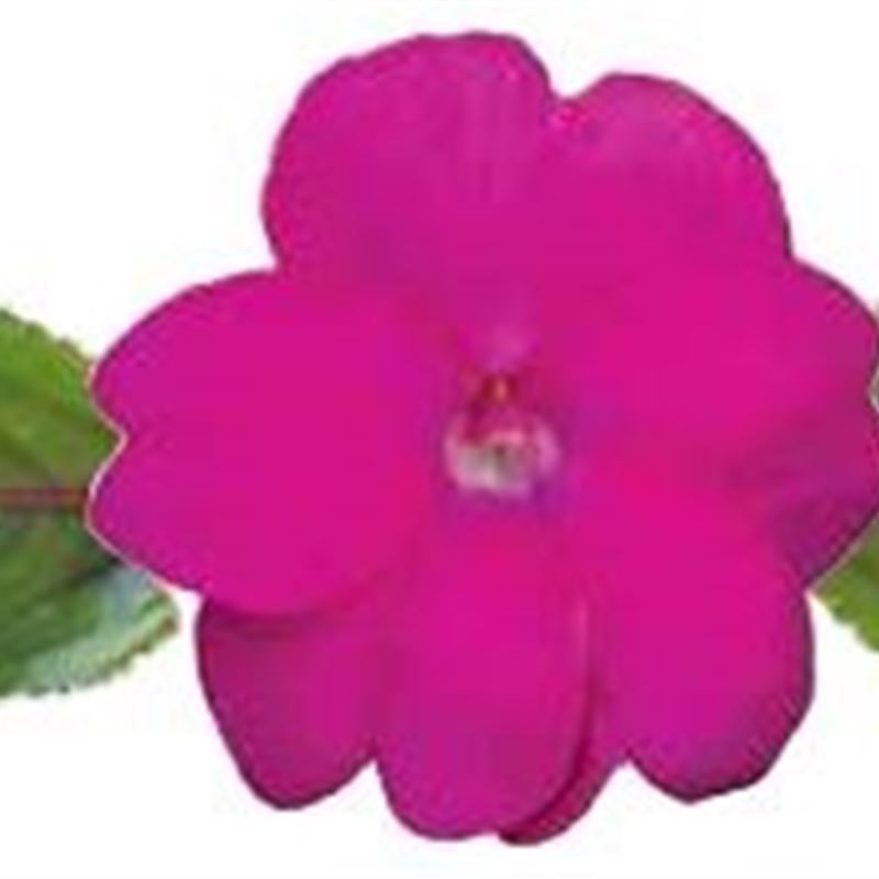 Hot Lilac® Compact 